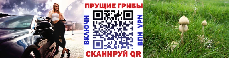 blacksprut как зайти  Заинск  Псилоцибиновые грибы Psilocybine cubensis 